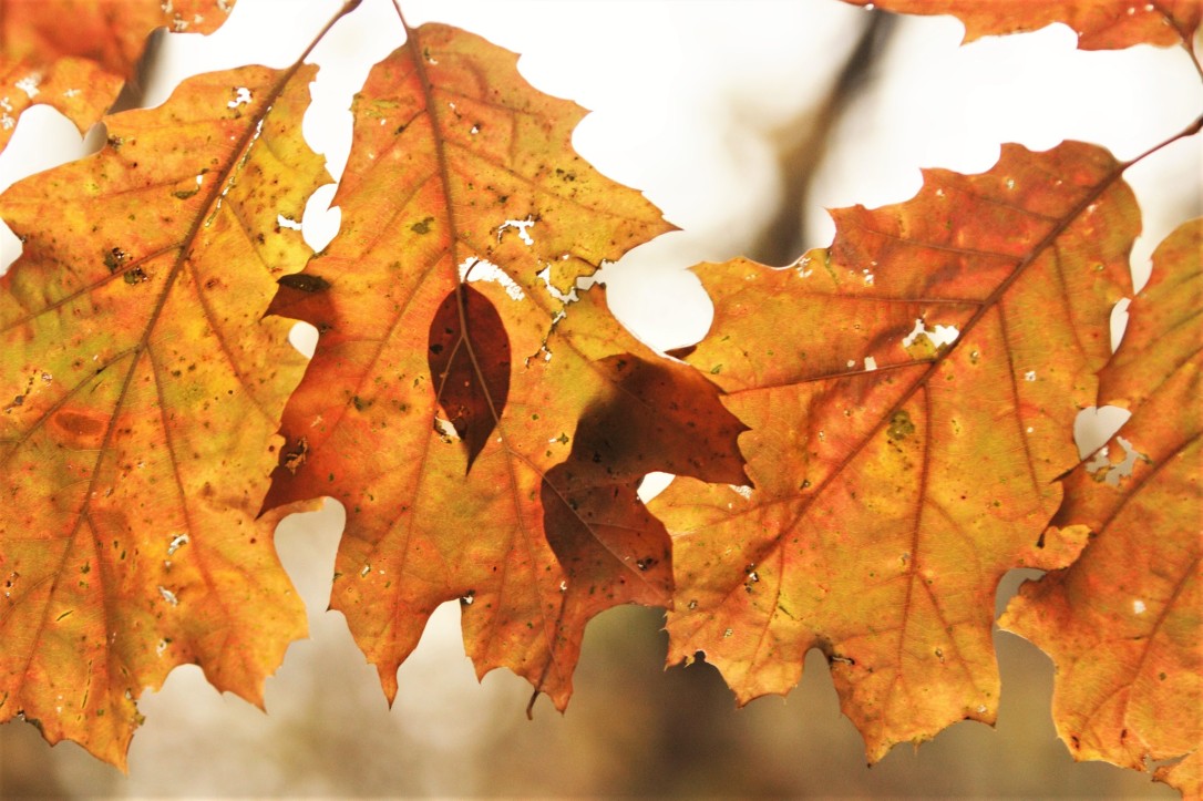 oak leaves.jpg